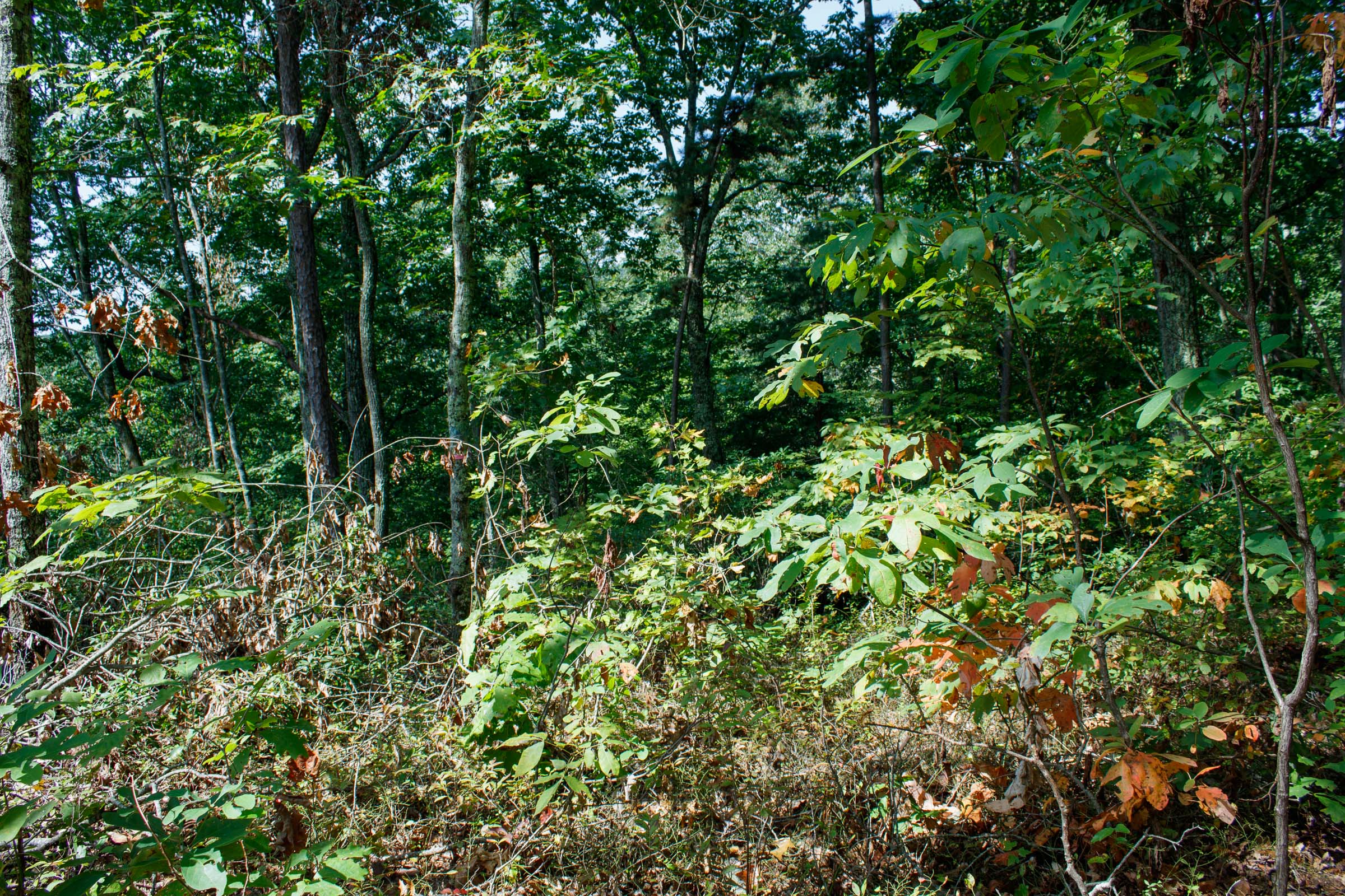 Tract 1 at Wounded Oak in Rockcastle County, Kentucky