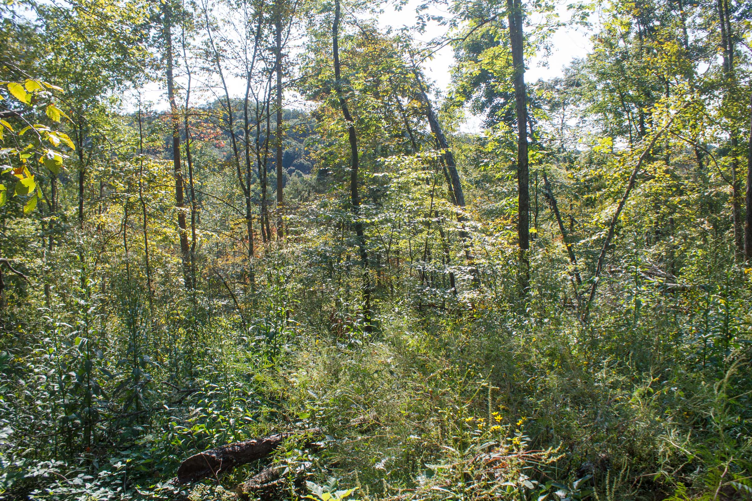 Tract 10 at Wounded Oak in Rockcastle County, Kentucky