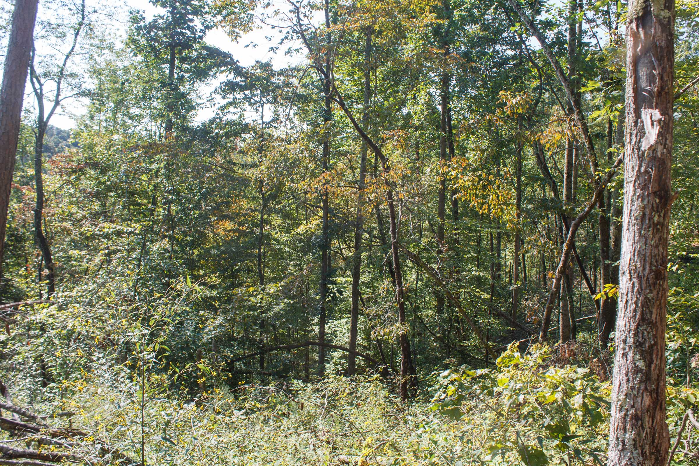 Tract 11 at Wounded Oak in Rockcastle County, Kentucky