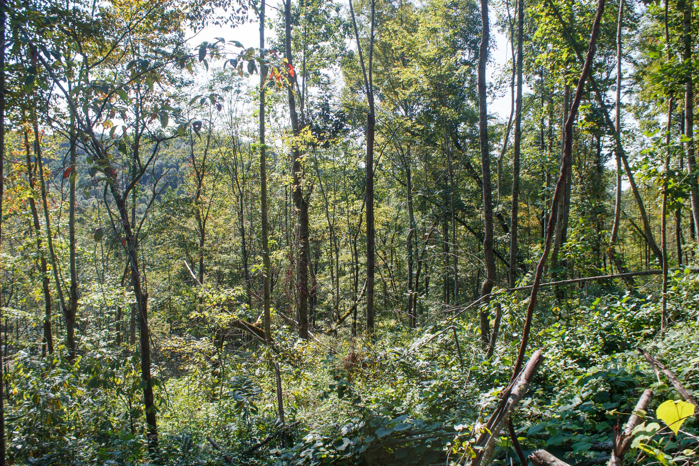 Tract 12 at Wounded Oak in Rockcastle County, Kentucky