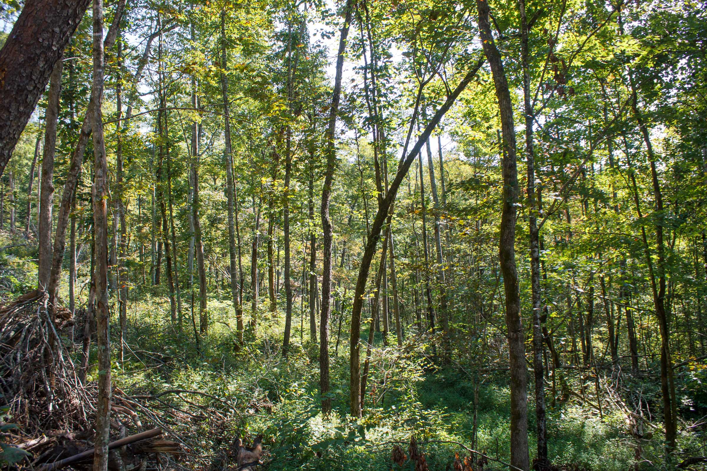 Tract 13 at Wounded Oak in Rockcastle County, Kentucky
