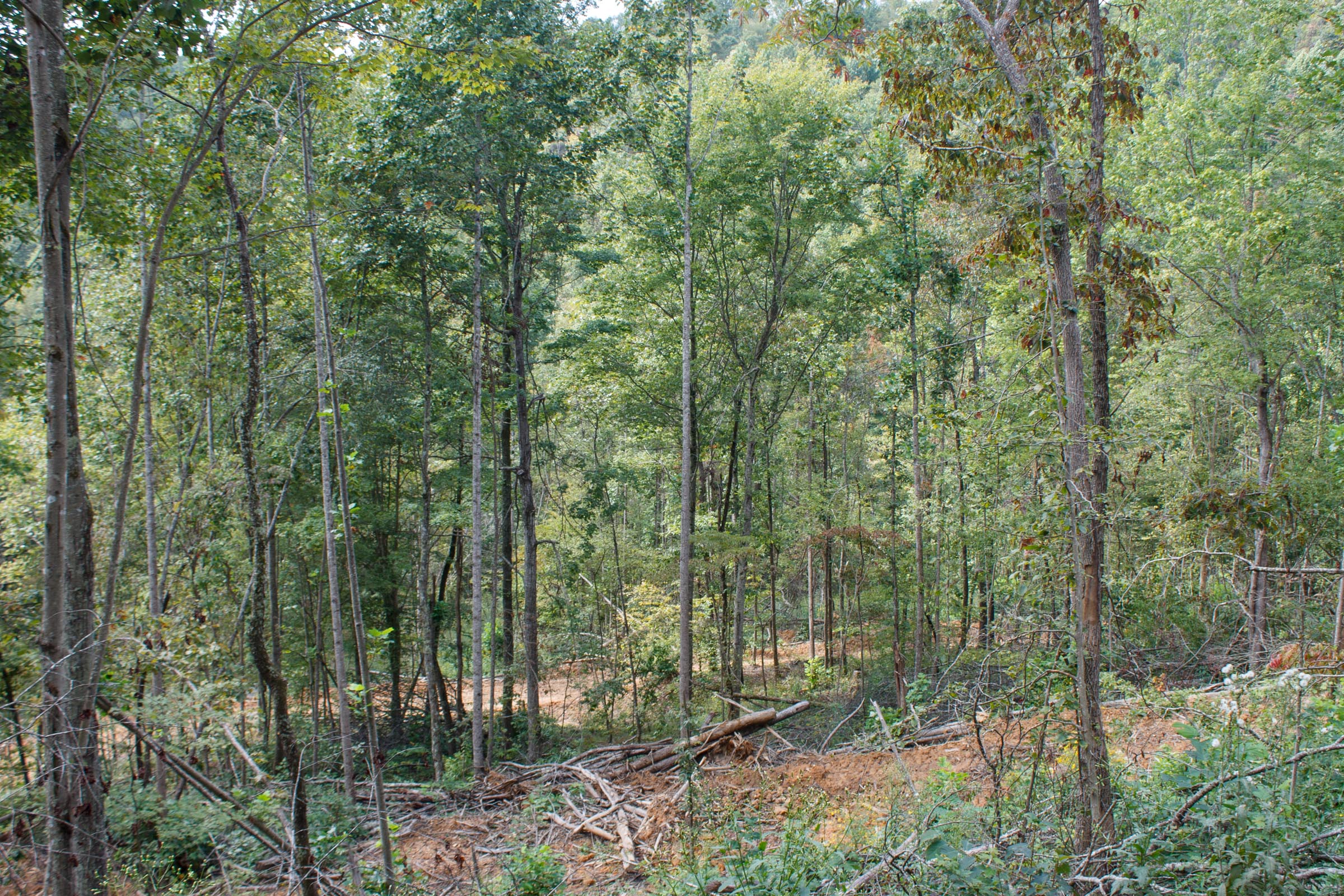 Tract 14 at Wounded Oak in Rockcastle County, Kentucky