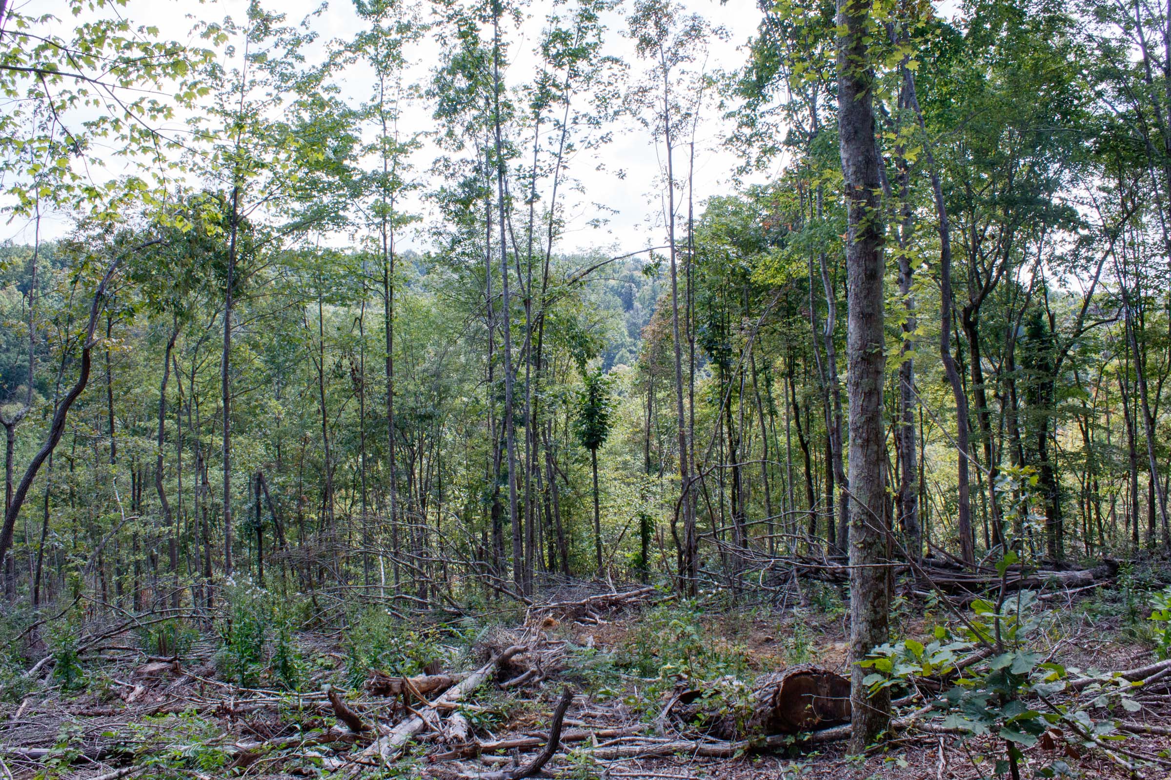 Tract 16 at Wounded Oak in Rockcastle County, Kentucky