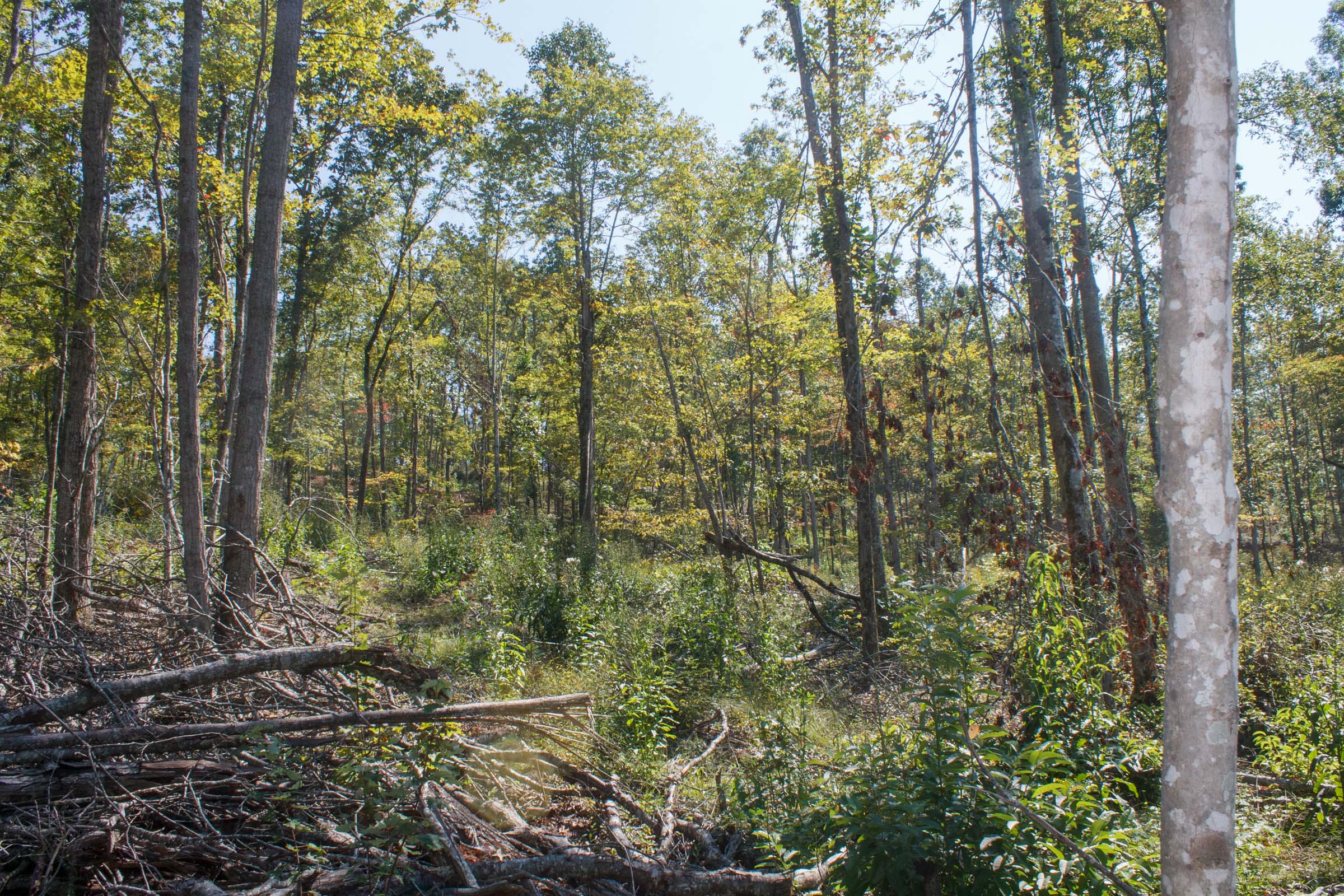 Tract 4 at Wounded Oak in Rockcastle County, Kentucky