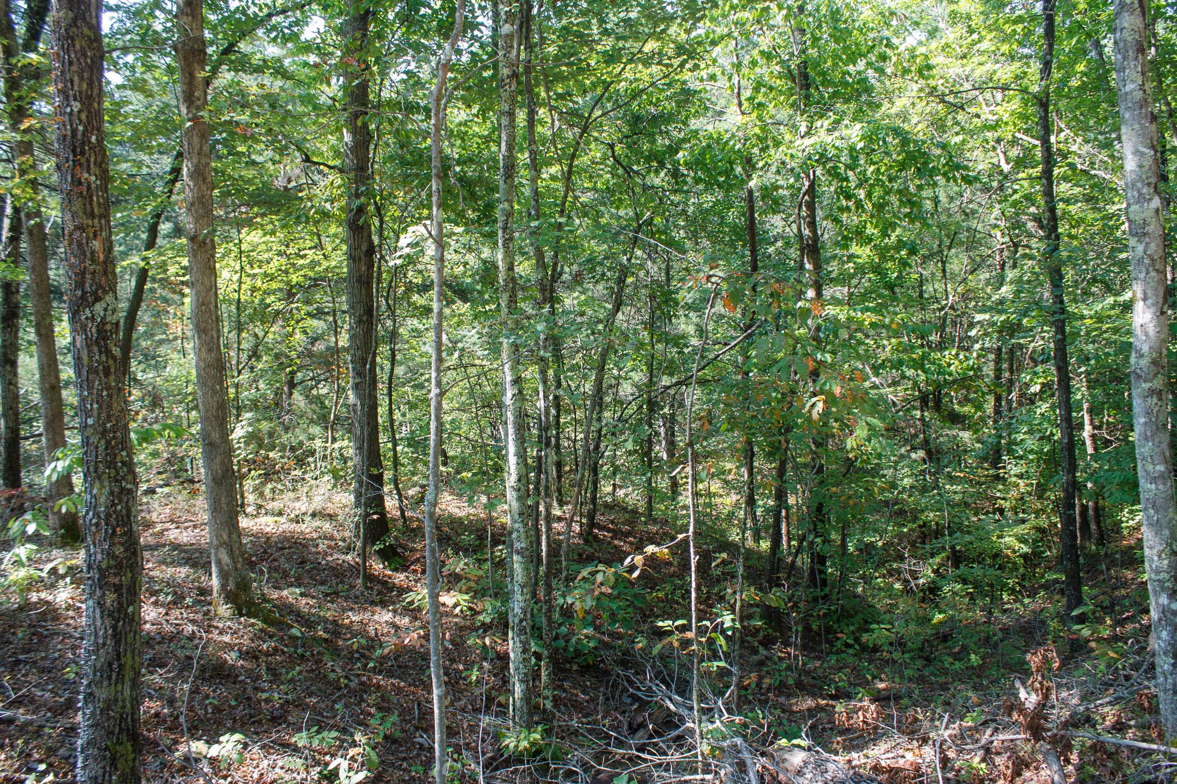 Tract 6 at Wounded Oak in Rockcastle County, Kentucky