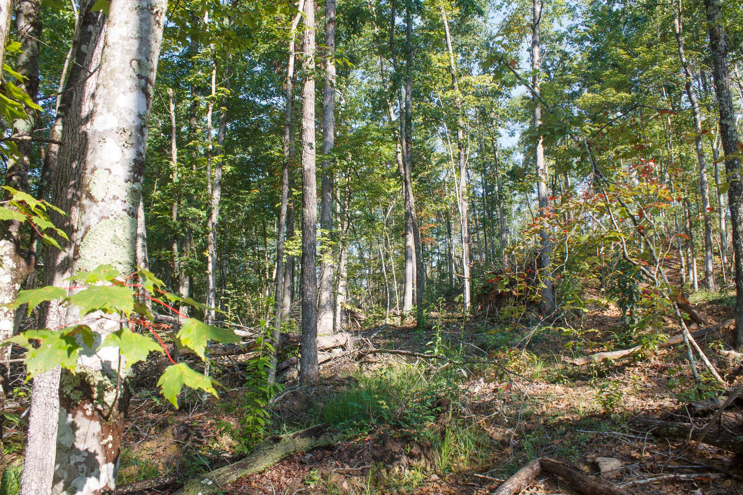 Tract 7 at Wounded Oak in Rockcastle County, Kentucky